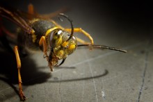 Close-up Of Wasp