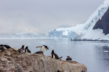 Wall Mural - penguins in antarctica
