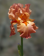 Close Up Of An Iris Flower With Lacy Orange Petals, And A Bright Orange Beard.