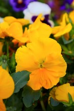 Orange And Yellow Pansies Flowers