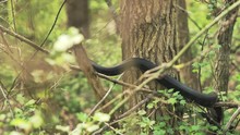 Wild Black Rat Snake Slowly Glides Along Branch Then Climbs Up Tree Trunk.