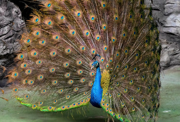 Wall Mural - Close up Male Indian Peafowl or Indian Peacock is Spreading Feathers