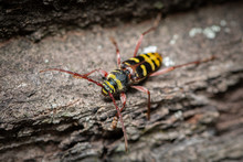 A Beautiful Longhorn Beetle Sitting On Wood
