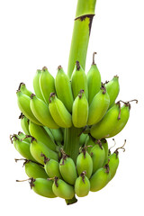 Green Banana bunch, Raw green Banana isolated on white background with clipping path