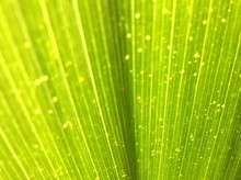 Full Frame Shot Of Palm Leaf