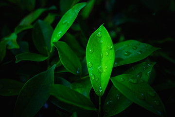 Wall Mural - rain drops on green leaves,fresh green leaves on trees, leaf backgrounds, nature concept