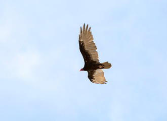 Wall Mural - Bird American vulture (turkey vulture) in the sky. Puerto Madryn. Argentina.
 The Turkey vulture is a bird in the family of American vultures native to North and South America. It is considered one of