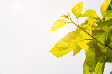 Wall Mural - Low angle view tropical green leaves against the sky