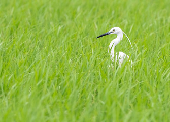 Wall Mural - Little egret surrounded by grass.