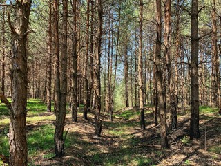 Landscape photography of wild forest