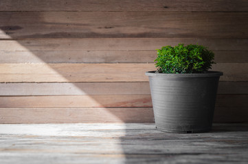 closeup green tree on flower pot and wooden background