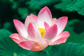 Wall Mural - Close up pink lotus flower plant with green leaves, selective focus