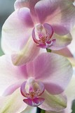 Fototapeta Storczyk - Orchid flowers closeup