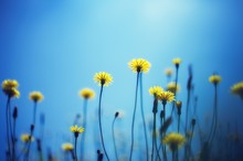 Low Angle View Of Yellow Flowers Blooming Against Clear Blue Sky