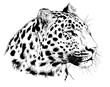 snarling face of a leopard painted by hand on a white background tattoo