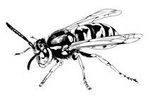 Large Striped Wasp With A Sting Hand-drawn Ink Sketch
