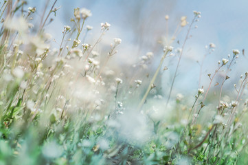 Poster - Tiny green leaves and white flowers of wildflowers in early spring. Tender spring Easter background