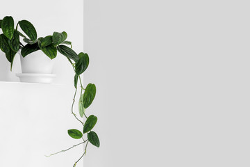 Modern houseplants on a white shelf in the white living room, minimal creative home decor concept with copy space, Monstera Peru or Monstera Karstenianum