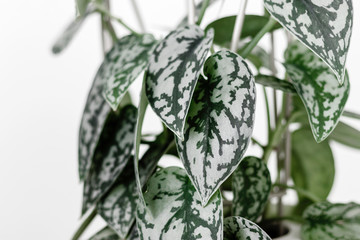 Scindapsus Pictus Silver Lady leaves on a white background, creative tropical plant concept, close up