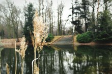 Close-up Of Reeds At Lakeshore