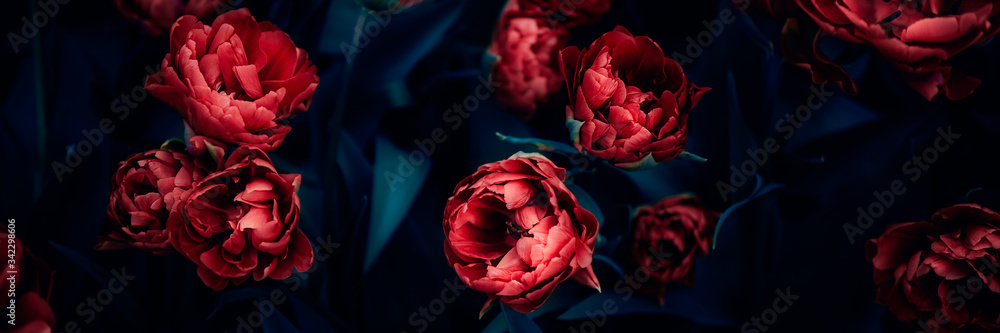Close up of blooming flowerbeds of amazing pink parrot tulips during spring. Public flower garden, Netherlands. Dark moody photo, banner size - obrazy, fototapety, plakaty 