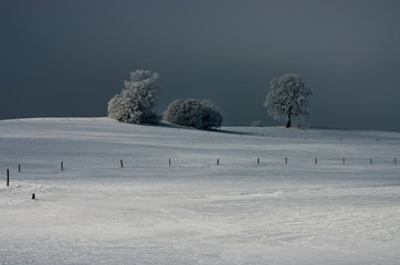 Wall Mural - Winterland