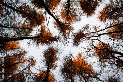 dzewa z innej perspektywy