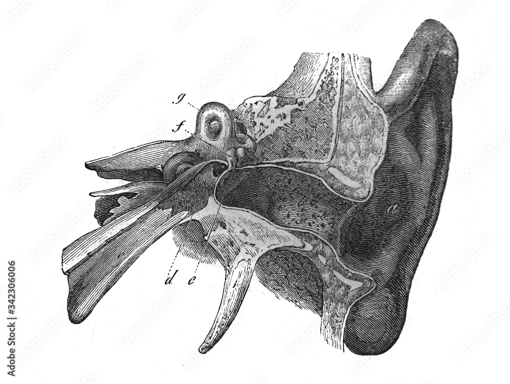 The human ear closer schema in the old book The Human Body, by K. Bock ...