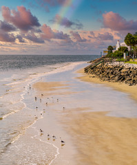 Canvas Print - A rock seawall on the coast with a flock of seagulls