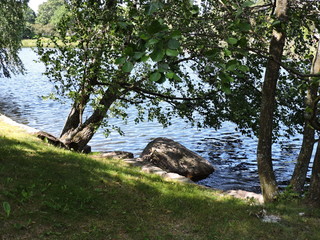 Poster - View of rees on the coast of lake in Kotka, Finland