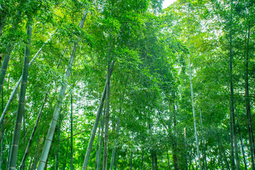 Wall Mural - sunshine and green bamboo forest