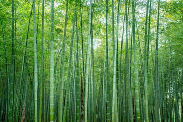 Sunshine and green bamboo forest