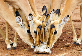 Impalas all together at a salt lick