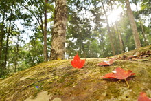 The Sunlight Shines On The Maple Leaves Falling On The Rocks. The Beautiful Red Leaves Fall On The Rocks In The Rainforest At The Political And Military School. Phu Hin Rong Kla National Park, 
