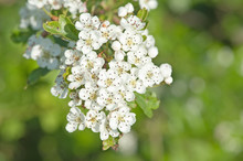Hawthorn Blossom Out In Spring Hedgerow Macro Detail