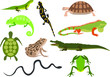 Сollection of amphibious animals- vector illustration.