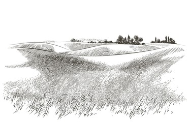 vector sketch green grass field on small hills. meadow, alkali, lye, grassland, pommel, lea, pastura