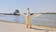 White Duck With Orange Beak With Open Wings Defiantly Near The Shoreline