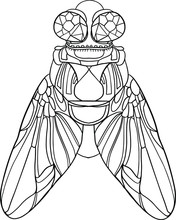 Cute Decorative Fly. Hand Drawn Vector Housefly. Coloring Book For Children And Adults. Stylish Ornaments. Dood And Zen, Meditation, Relaxation. Isolated On White Background. Line Art. Outline Insect