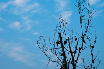 The leaves under the sky