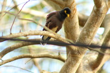 The Commen Myna