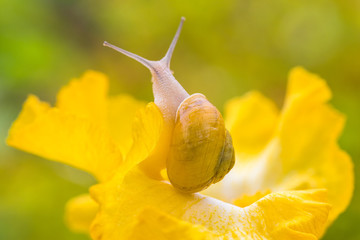 Wall Mural - A snail moves on a yellow iris flower after the rain