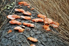 Orange Bracket Fungus Growing On A Fallen Tree In The Woods