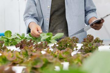 Wall Mural - Man checking quality hydroponic organic vegetable farm