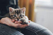 pet, domestic, kitten, cat, pupil, eyes, tiger, roofing, beloved, sweet, tiny, life style, home, fun, tenderness, stroking, sleeping cat, fangs, claws, owner,