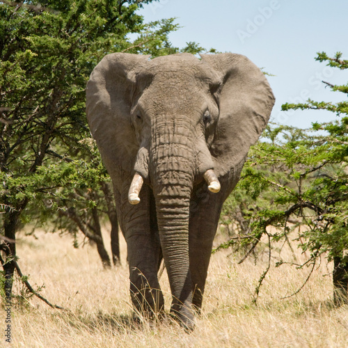 Photo African Elephant walking in the bush of the Maasai Mara, Kenya