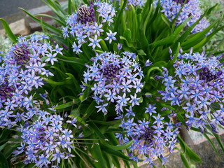 Blue Lovely Flowers