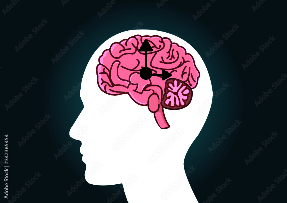 The circadian rhythms are controlled by circadian clocks or biological ...