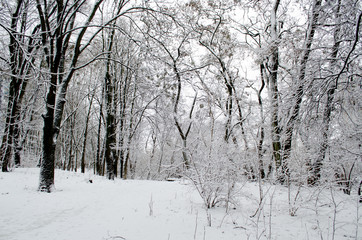 Winter forest. Snow covered trees in the forest.