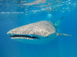 Whale shark in shallow clear water of Mozambique channel